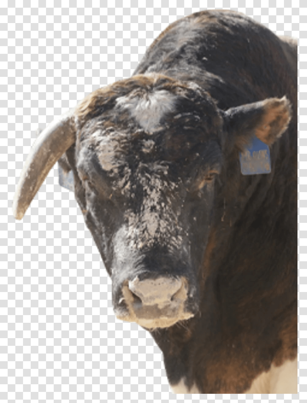 Bull, Mammal, Animal, Cattle, Cow Transparent Png