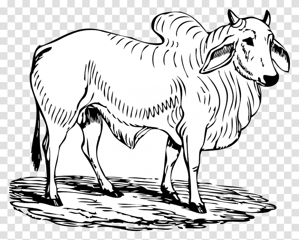 Bull, Mammal, Animal, Cattle Transparent Png