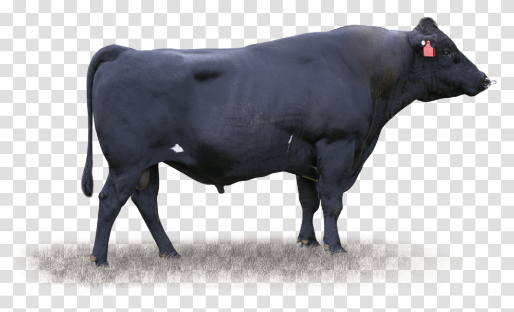 Bull, Mammal, Animal, Cow, Cattle Transparent Png