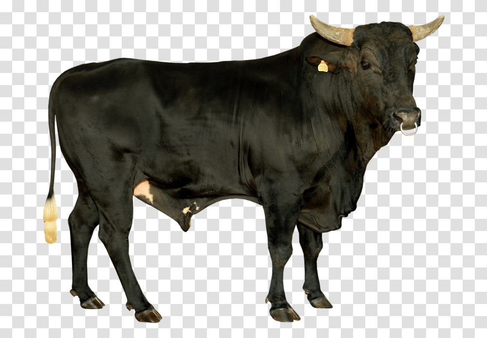 Bull, Mammal, Animal, Cow, Cattle Transparent Png