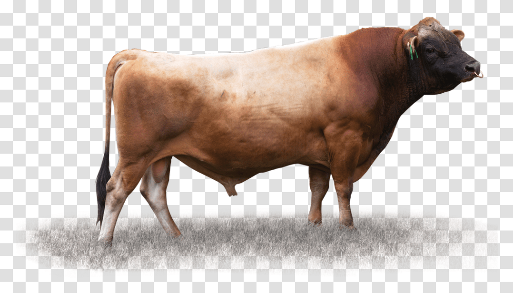 Bull, Mammal, Animal, Cow, Cattle Transparent Png