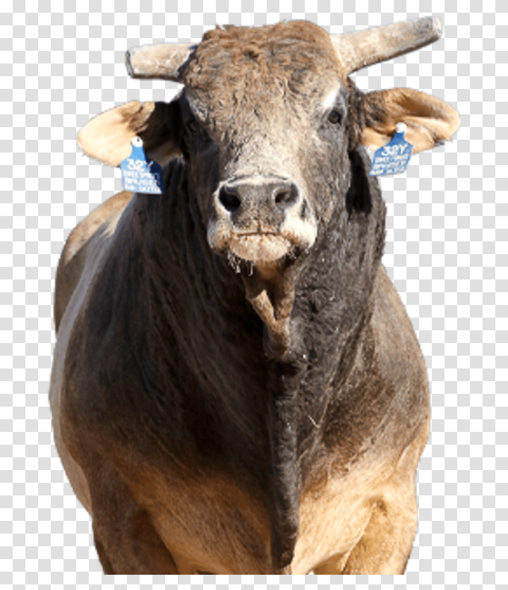 Bull Riding Bull, Mammal, Animal, Cow, Cattle Transparent Png