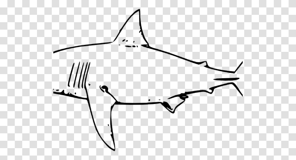 Bull Shark Clipart, Bow, Animal, Fish, Sea Life Transparent Png