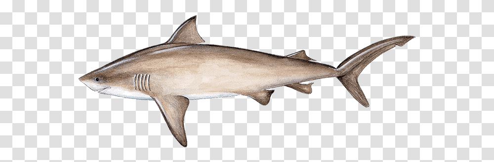 Bull Shark, Coho, Fish, Animal, Sea Life Transparent Png