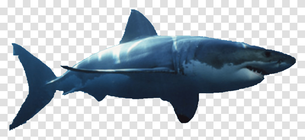 Bull Shark Great White Shark Background, Sea Life, Fish, Animal Transparent Png