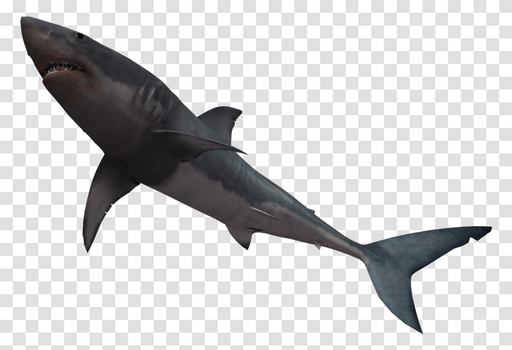 Bull Shark Great White Shark Clip Art Shark Jumping No Background, Sea Life, Fish, Animal Transparent Png