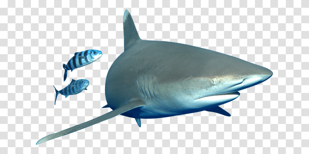 Bull Shark, Sea Life, Fish, Animal, Great White Shark Transparent Png