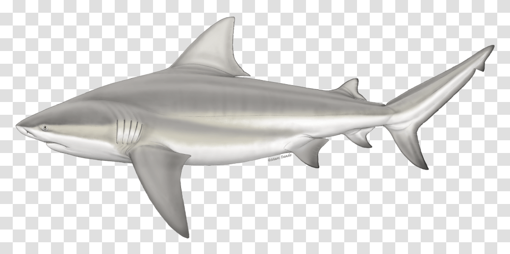 Bull Shark, Sea Life, Fish, Animal, Great White Shark Transparent Png