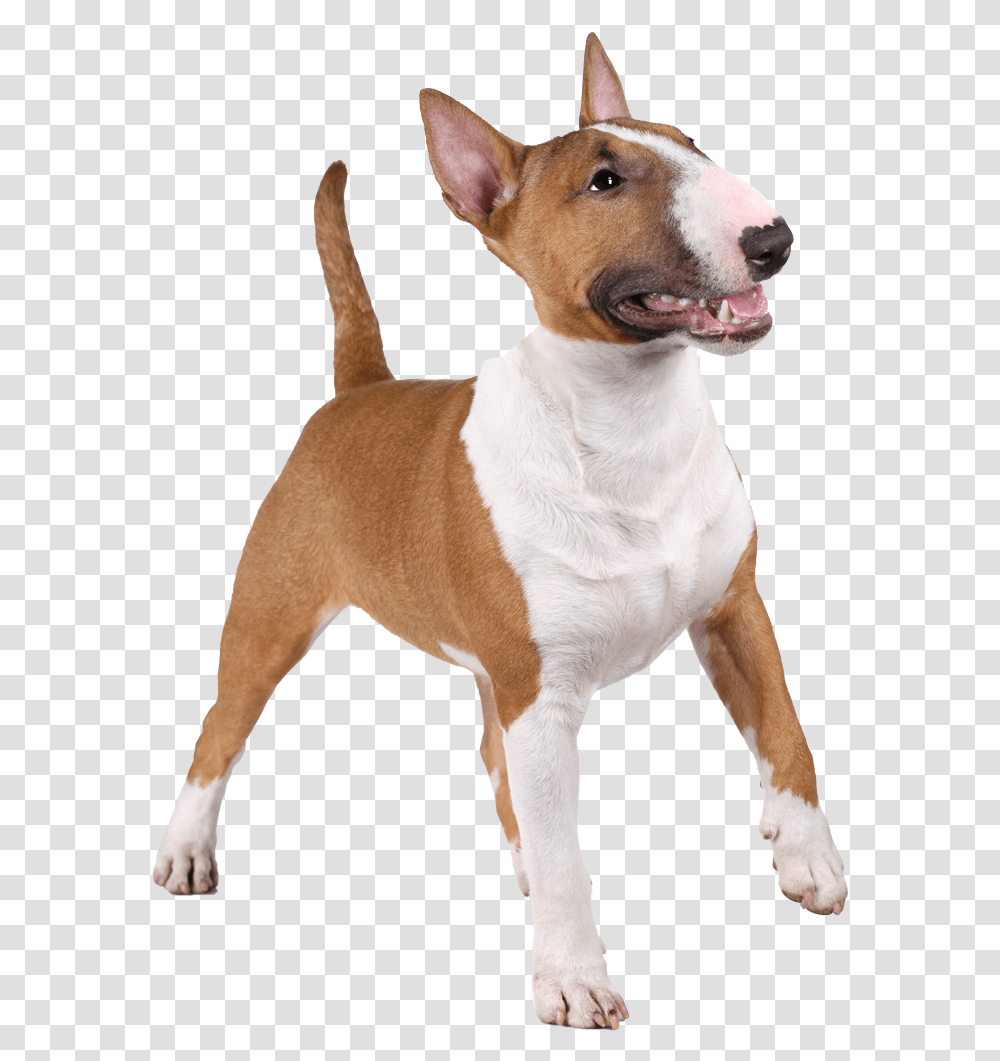 Bull Terrier, Dog, Pet, Canine, Animal Transparent Png