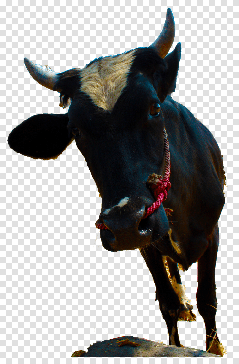 Bull Transparent Png