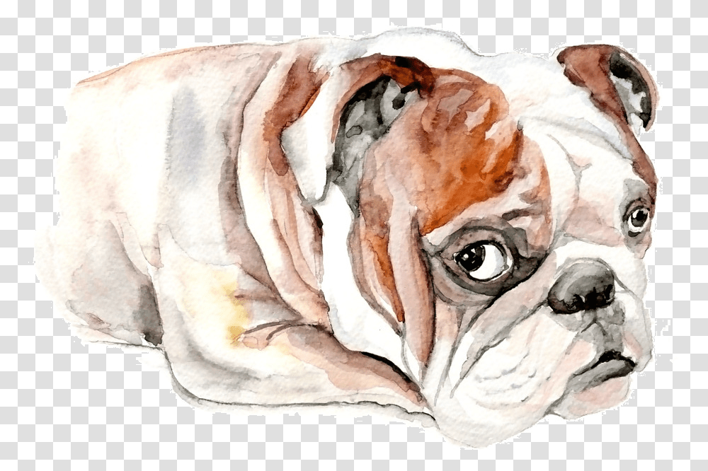 Bulldog, Cow, Cattle, Mammal Transparent Png