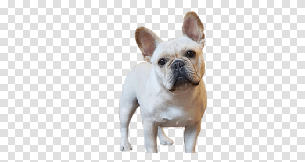 Bulldog Clipart Background French Bulldog, Pet, Canine, Animal, Mammal Transparent Png