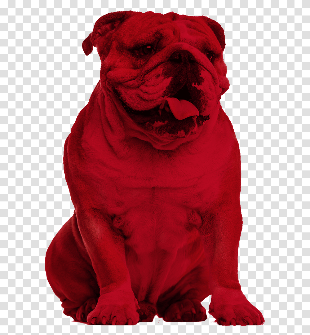 Bulldog Creative Services Bulldog Red, Clothing, Hood, Animal, Mammal Transparent Png