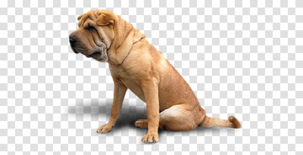 Bulldog Dogs In, Pet, Animal, Canine, Mammal Transparent Png