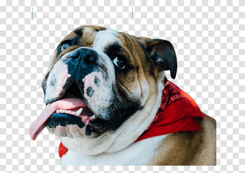 Bulldog Face Australian Bulldog, Pet, Canine, Animal, Mammal Transparent Png