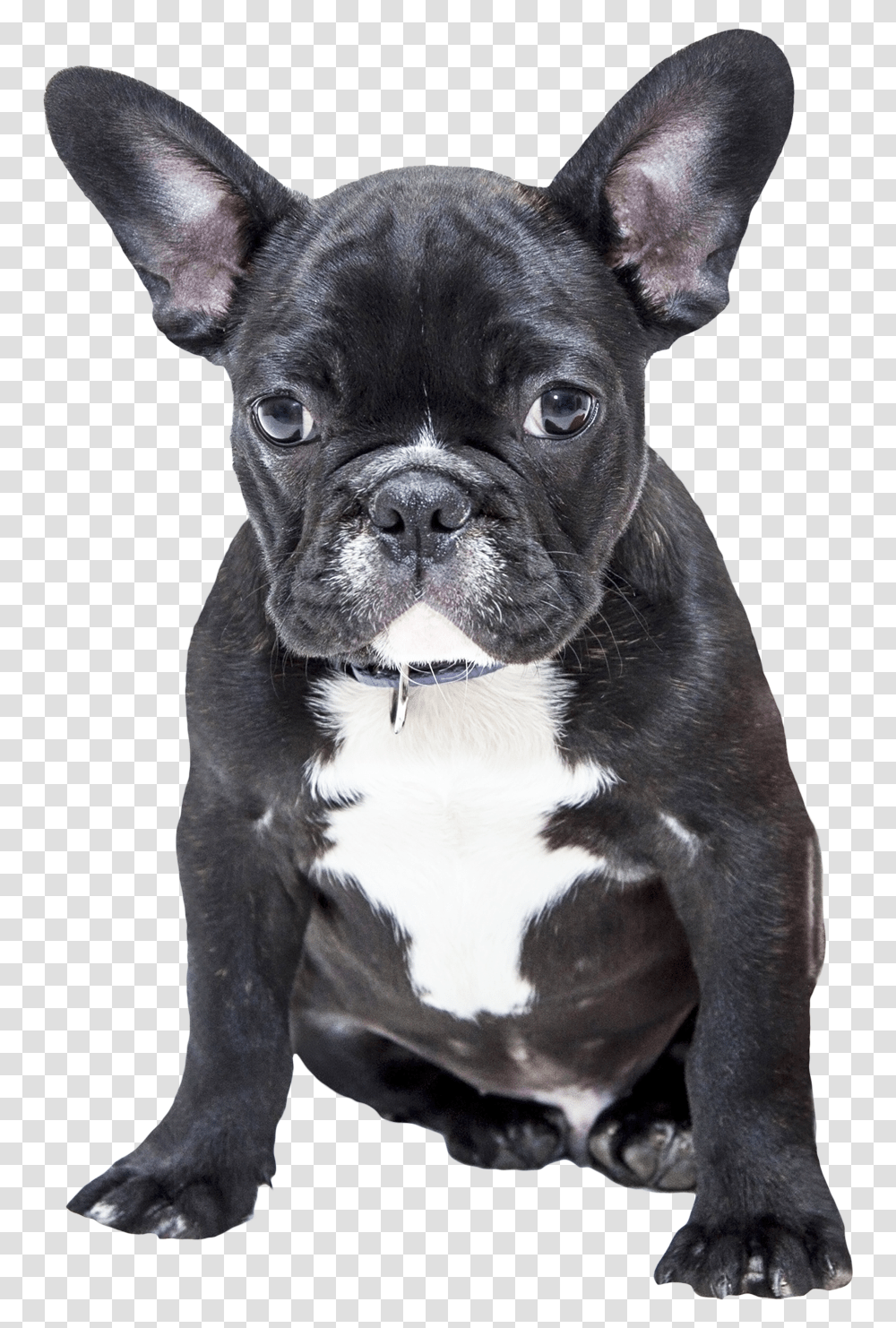 Bulldog French Bulldog Puppy, Pet, Canine, Animal, Mammal Transparent Png