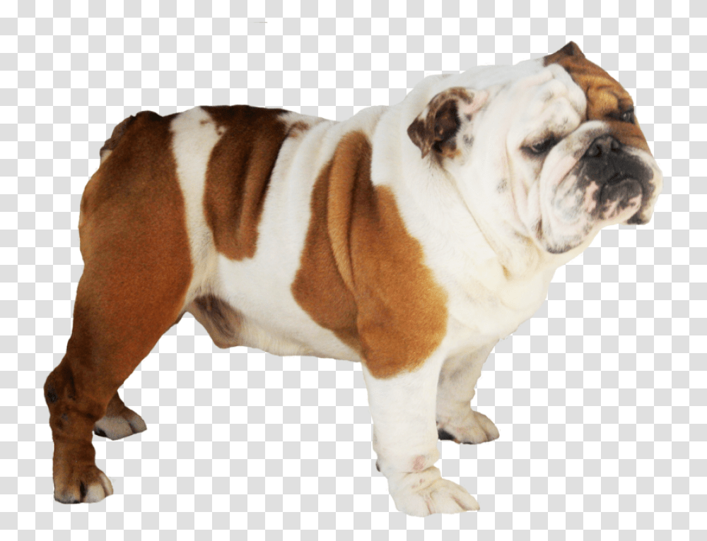 Bulldog Image, Pet, Canine, Animal, Mammal Transparent Png