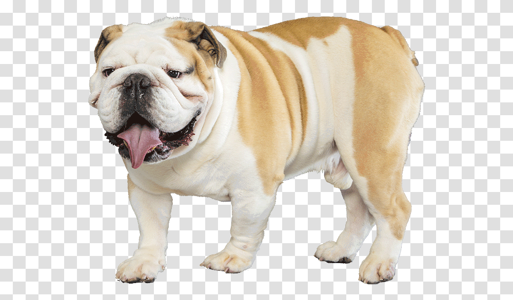 Bulldog Images English Bulldog Background, Pet, Canine, Animal, Mammal Transparent Png