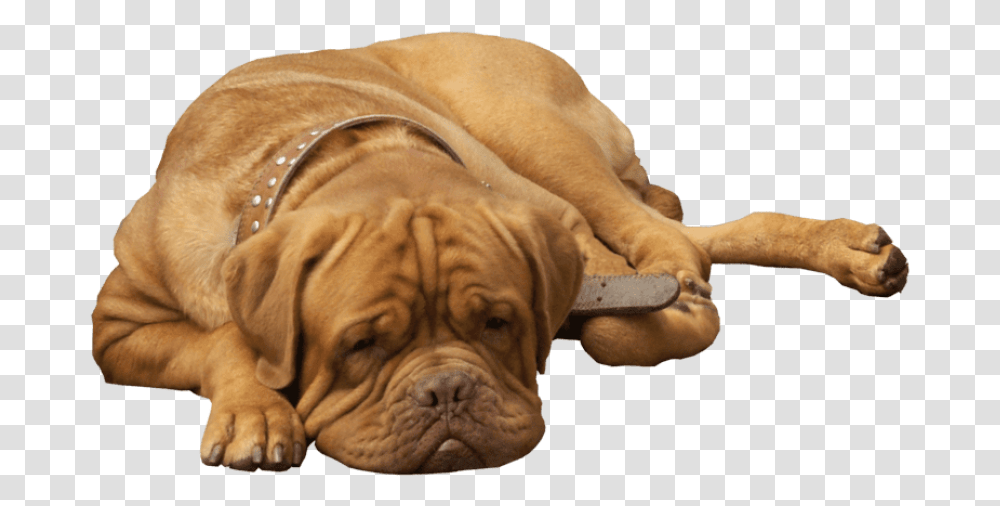 Bulldog Images Free Dog, Pet, Canine, Animal, Mammal Transparent Png