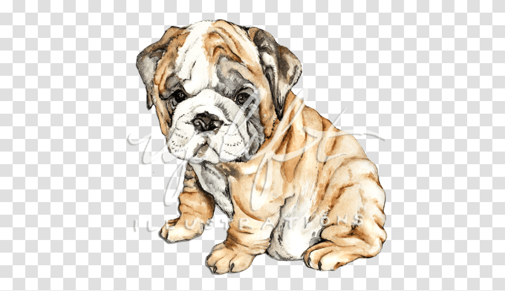 Bulldog, Lion, Wildlife, Mammal, Animal Transparent Png