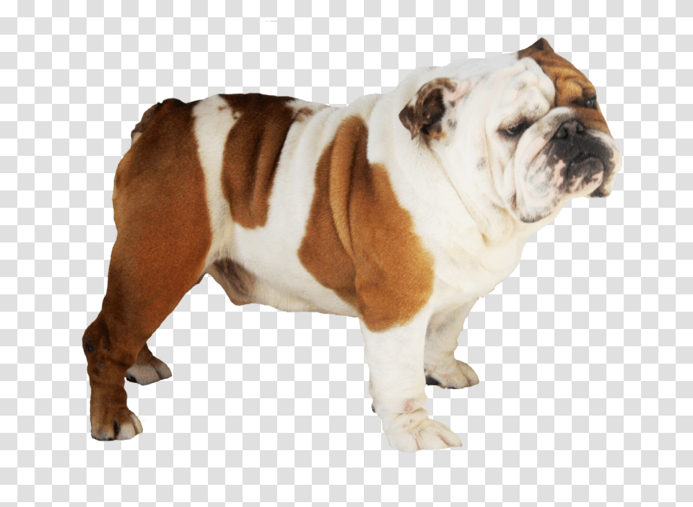Bulldog Pit Bull Dog That Looks Like A Pug, Pet, Canine, Animal, Mammal Transparent Png