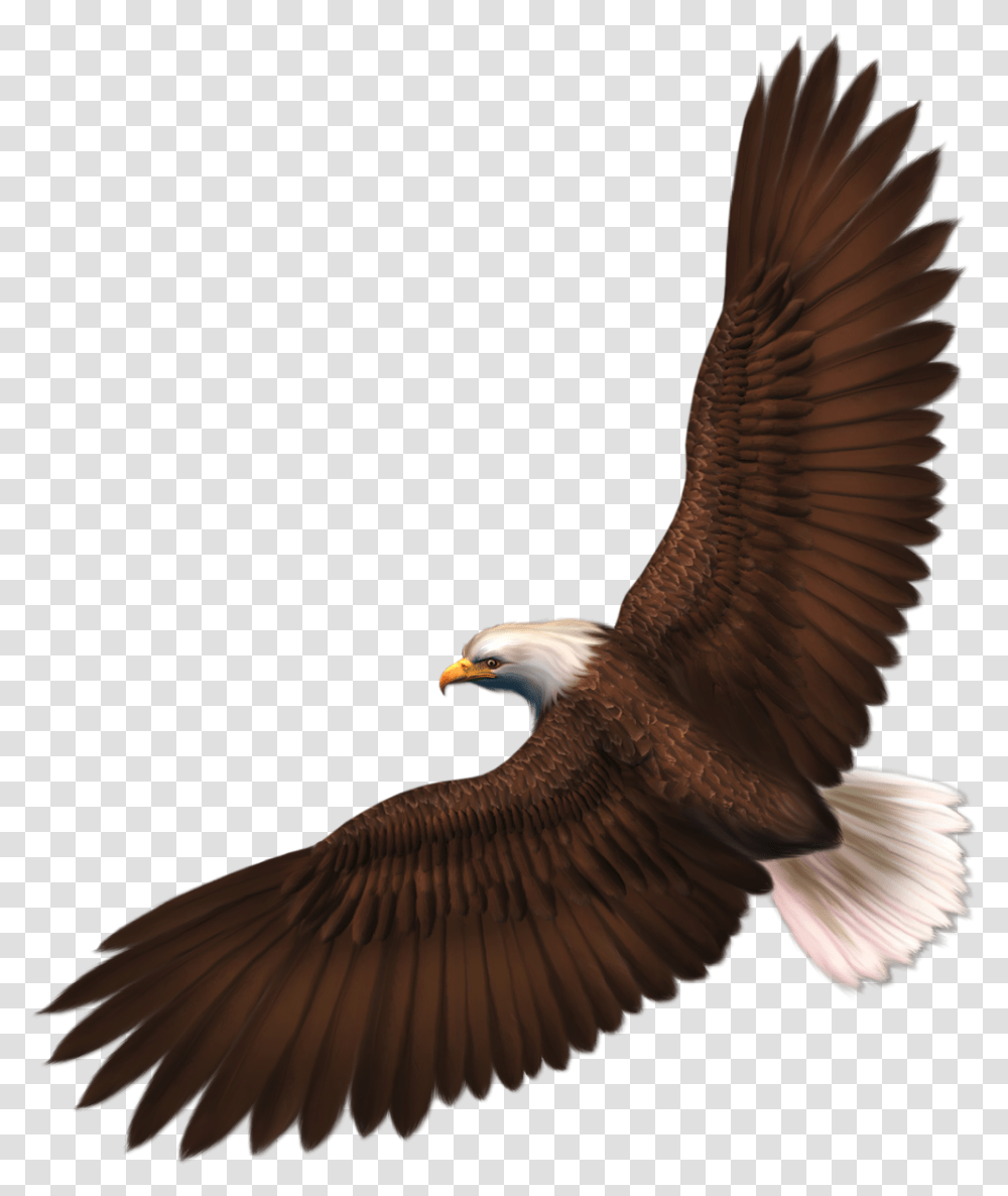 Bulletin Board Ideas Birds, Eagle, Animal, Bald Eagle, Flying Transparent Png