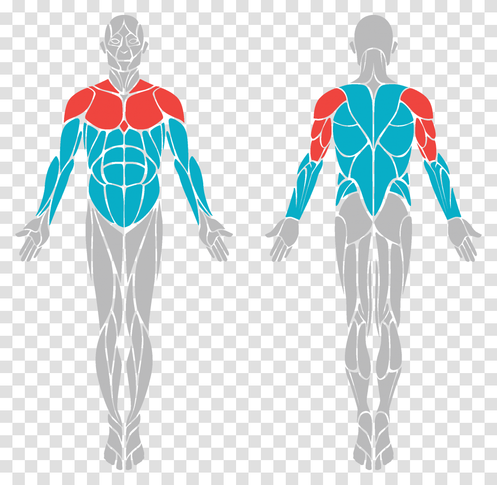 Bullets Muscles Front And Back, Person, Alien Transparent Png