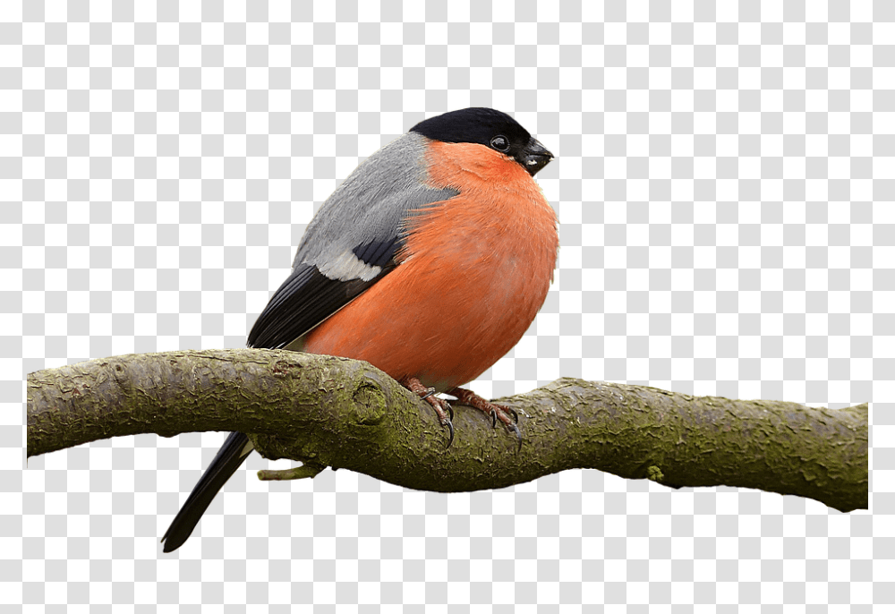Bullfinch 960, Animals, Bird, Robin, Wood Transparent Png