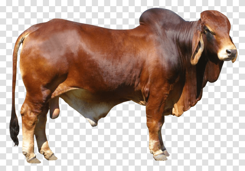 Bulls Hd Bull, Mammal, Animal, Ox, Cattle Transparent Png