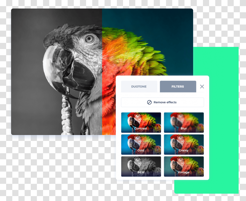Bully Big Parrot, Collage, Poster, Advertisement, Animal Transparent Png
