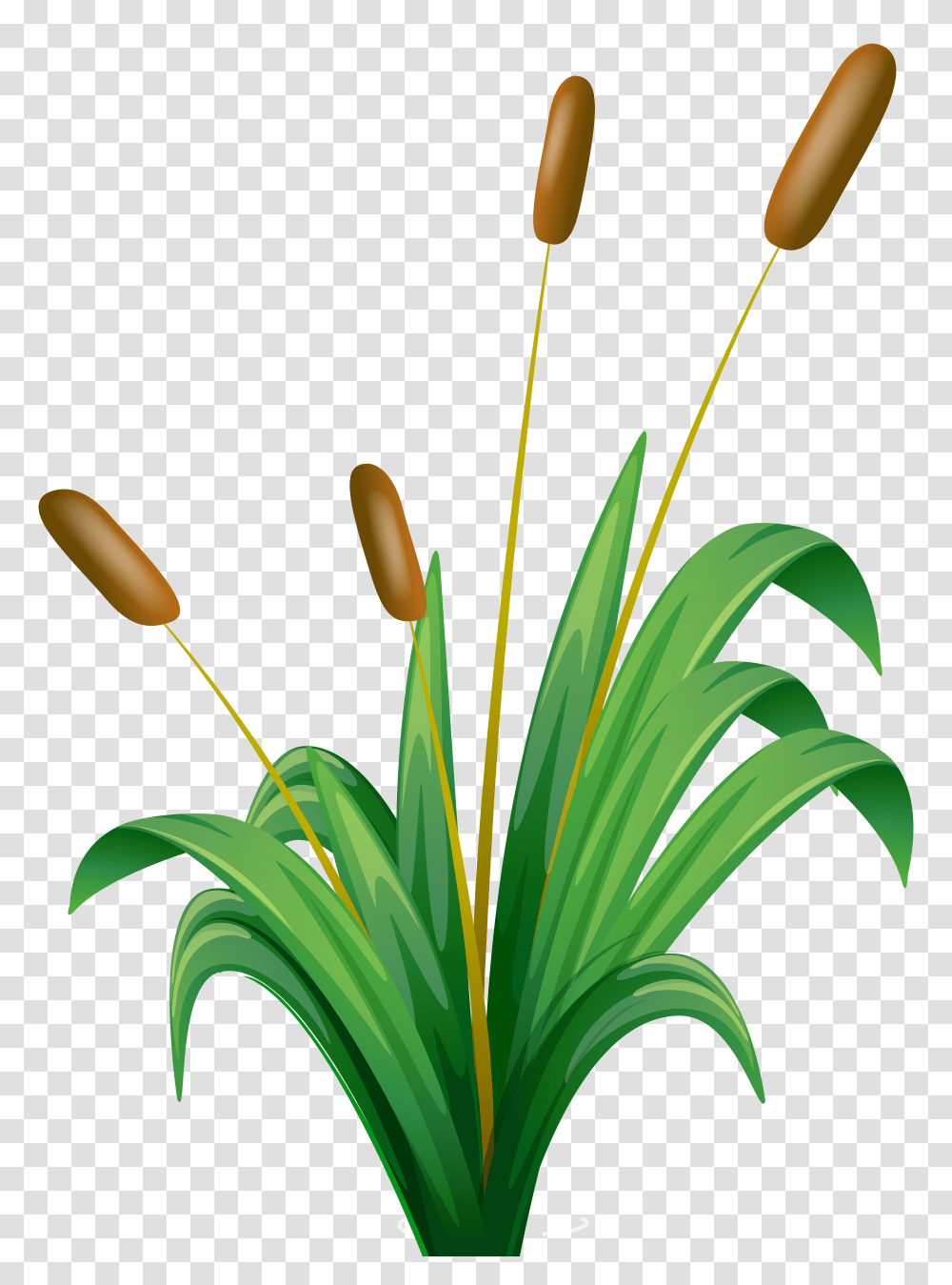 Bulrush Clip Art, Plant, Flower, Petal, Grass Transparent Png