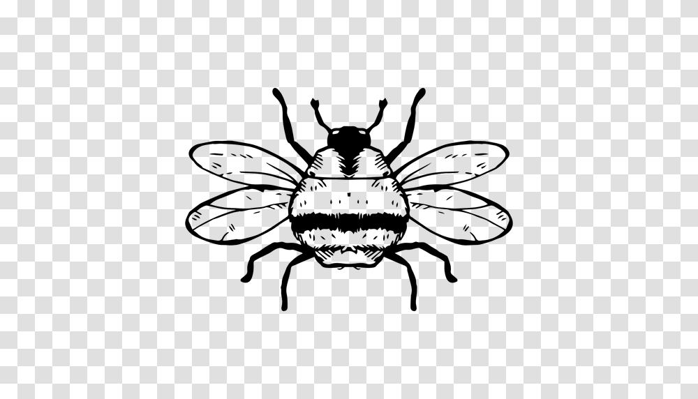 Bumble Bee Stroke, Animal, Spider, Invertebrate, Arachnid Transparent Png