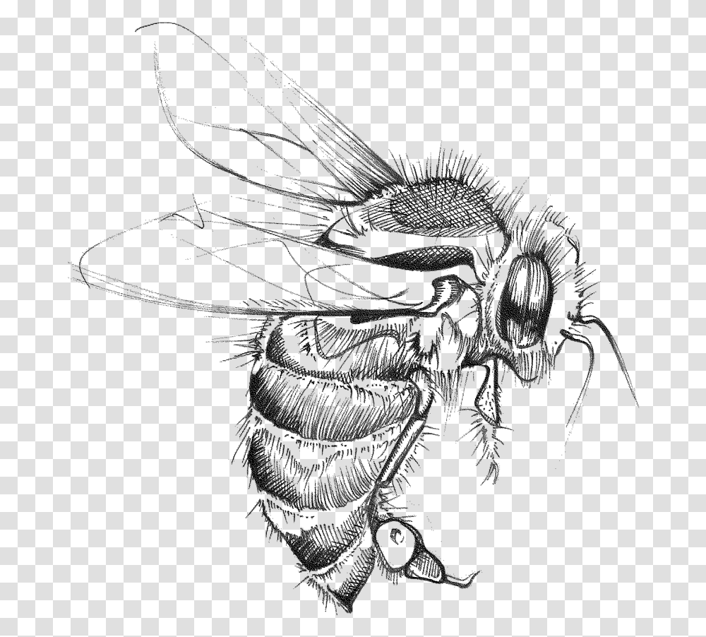 Bumble Net Winged Insects, Wasp, Bee, Invertebrate, Animal Transparent Png