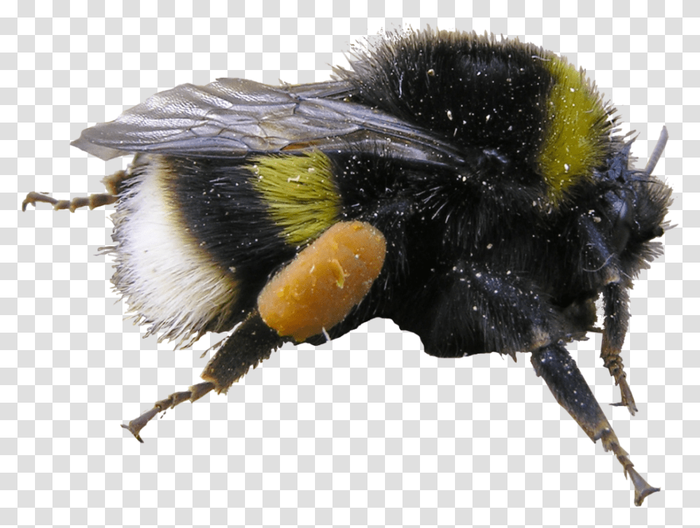 Bumblebee, Apidae, Insect, Invertebrate, Animal Transparent Png