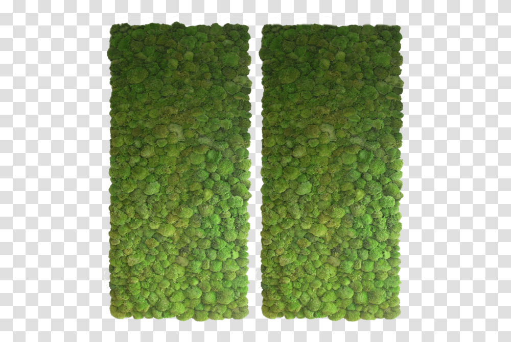 Bun Moss Wall 2 Interior Green Wall Texture, Plant, Vegetation, Rug, Pea Transparent Png