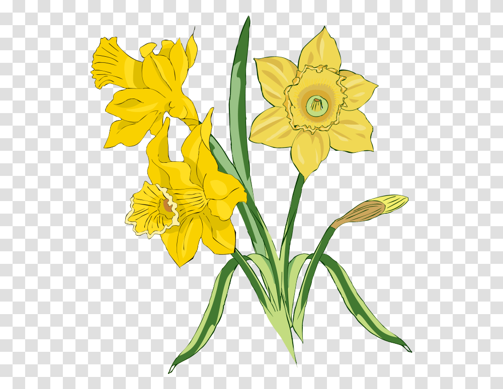 Bunch Of Daffodils Art Image Flowers In The Tale, Plant, Blossom, Amaryllidaceae Transparent Png