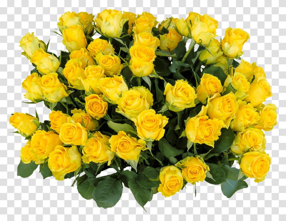 Bunch Of Yellow Roses Yellow Rose Flower, Plant, Blossom, Flower Bouquet, Flower Arrangement Transparent Png
