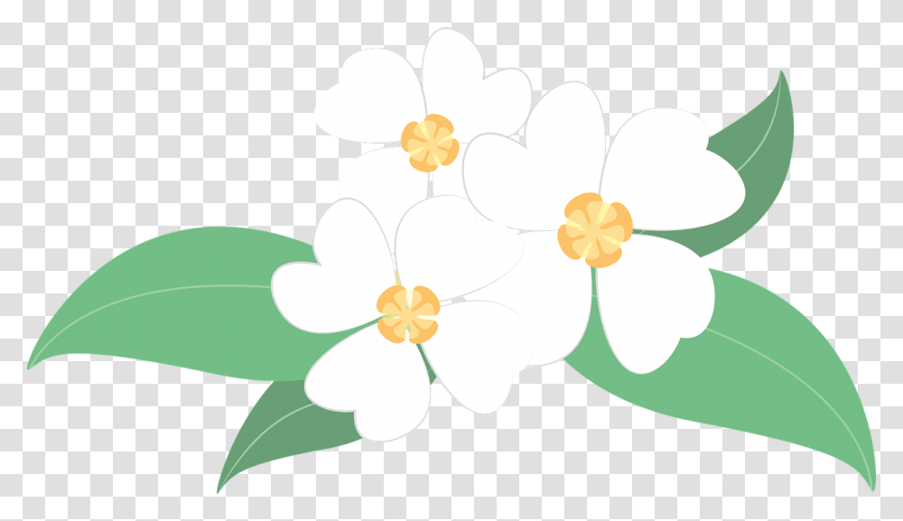 Bunga Melati Vector, Plant, Flower, Daffodil, Daisy Transparent Png