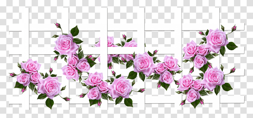 Bunga, Plant, Rose, Flower, Blossom Transparent Png