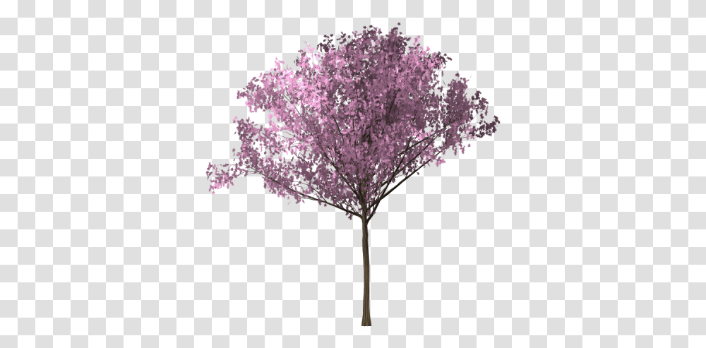 Bunga Sakura, Plant, Flower, Blossom, Lilac Transparent Png