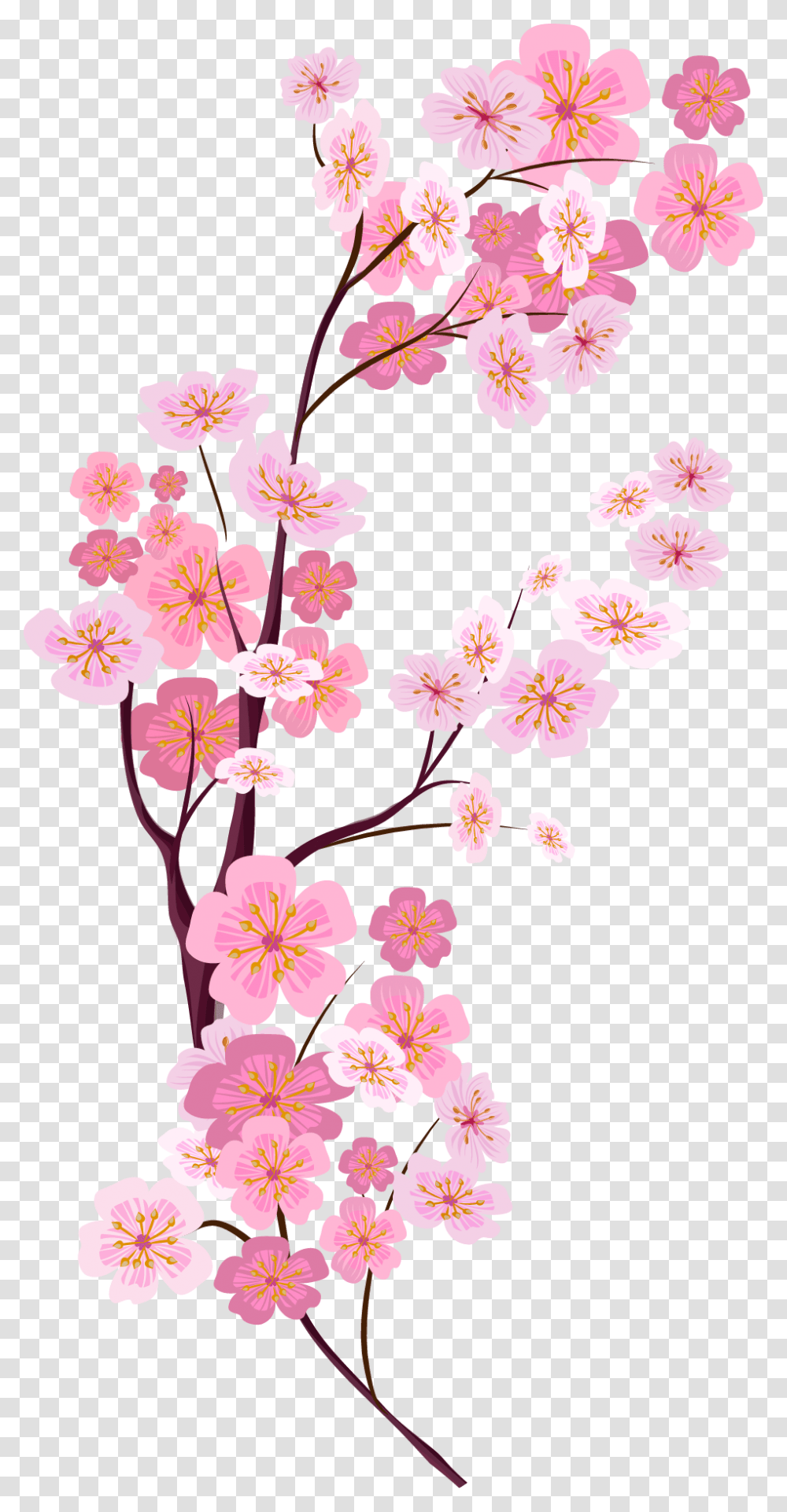 Bunga Sakura Vector, Plant, Flower, Blossom, Cherry Blossom Transparent Png
