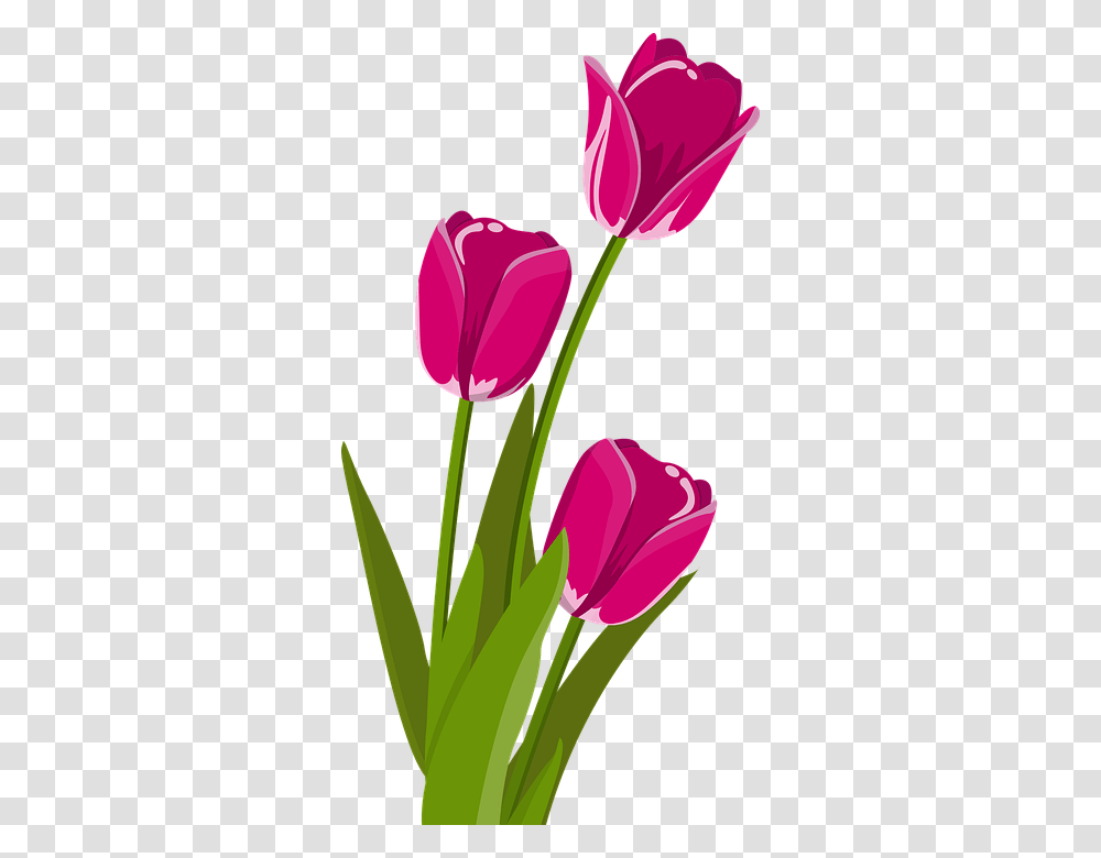 Bunga Tulip Image, Plant, Flower, Blossom Transparent Png