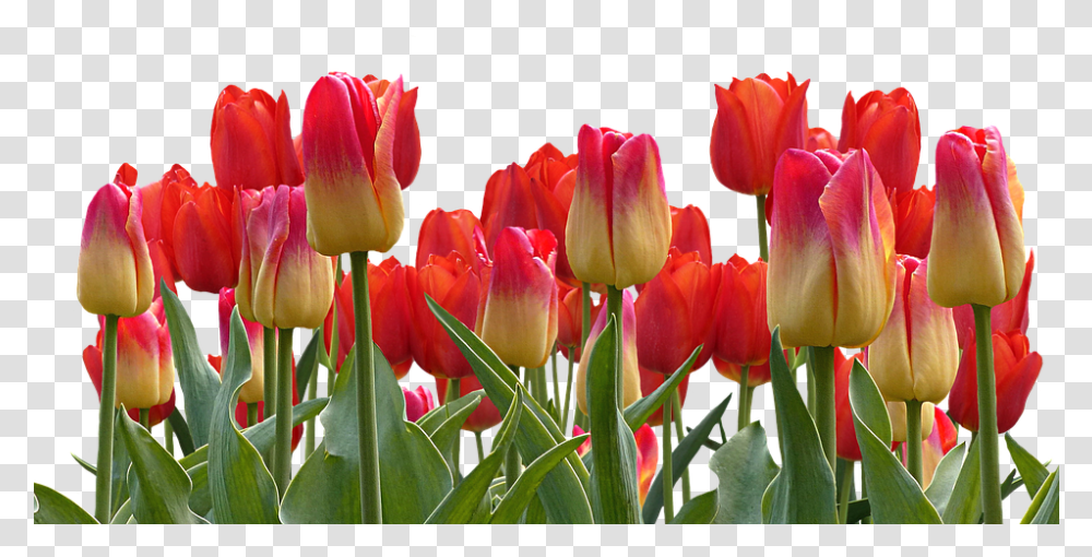 Bunga Tulip Tulippng Images Pluspng Flower Nature Good Morning, Plant, Blossom, Petal Transparent Png