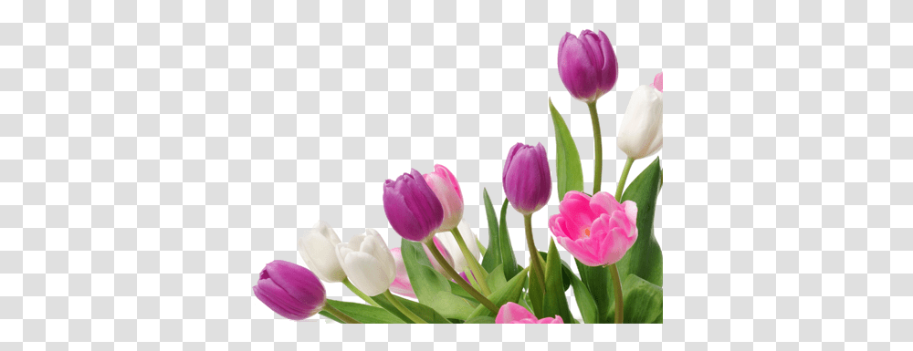 Bunga Tulip Tulippng Images Pluspng Spring Tulips, Plant, Flower, Blossom, Petal Transparent Png