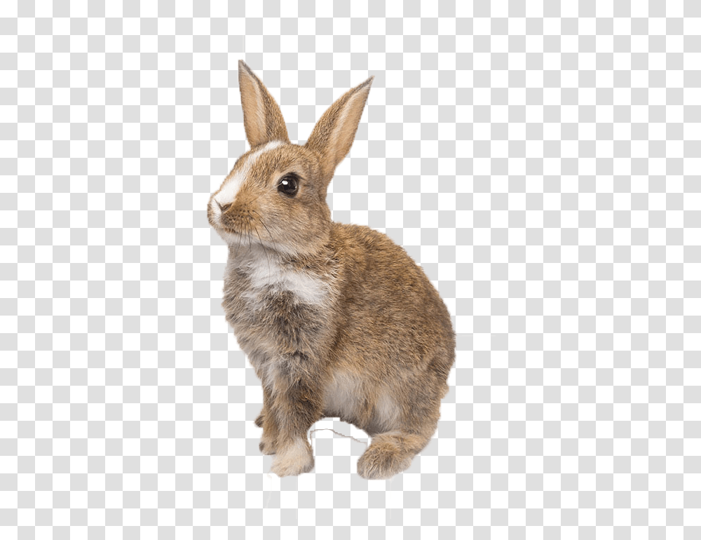 Bunnies Background Domestic Rabbit, Rodent, Mammal, Animal, Hare Transparent Png
