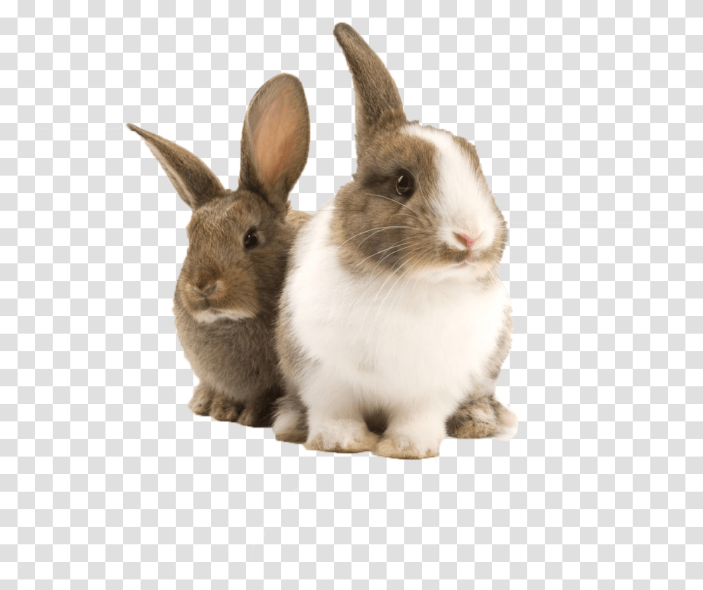 Bunnies Bunny Rabbit Bunny Rabbit, Mammal, Animal, Rodent, Cat Transparent Png
