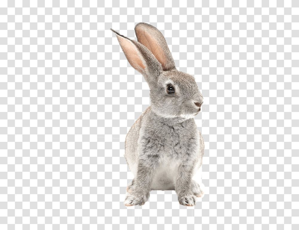 Bunnies Image Rabbit Black And White Print, Rodent, Mammal, Animal, Bunny Transparent Png