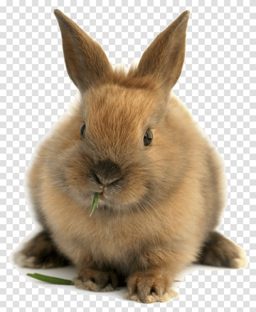 Bunnies, Rodent, Mammal, Animal, Rabbit Transparent Png