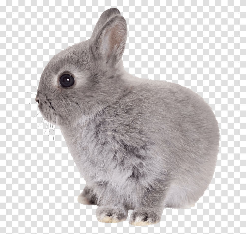 Bunny, Bird, Animal, Rodent, Mammal Transparent Png