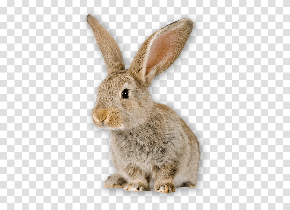 Bunny Can Rabbits Not Eat, Mammal, Animal, Rodent, Hare Transparent Png